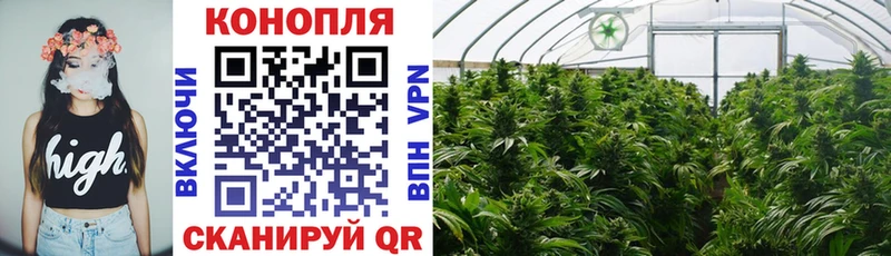 Канабис White Widow  Грозный 